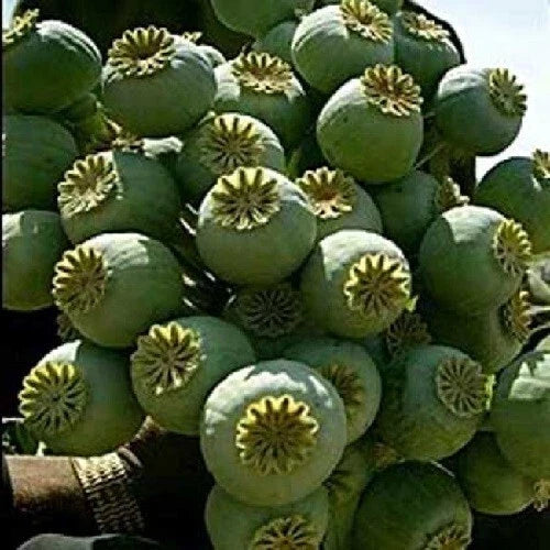 Giant Rattle Poppy Seeds - 5000 Count - P. somniferum Giganteum - 2025 Harvest Blooms Pods