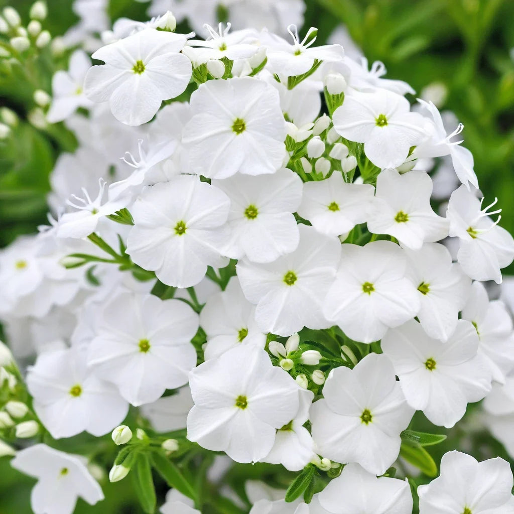 50 Pure White Phlox Seeds - Perennial Flower Seeds for Bees & Butterflies - Phlox paniculata - US Seller
