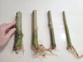 Rooted 7" Angel Trumpet Cuttings - Brugmansia - Choose Yellow, Pink, or White Flowers