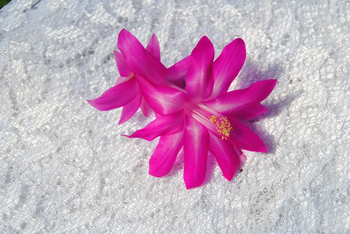 Christmas Cactus Starter Plant - Crown Jewels - Schlumbergera Truncata - Healthy Well-Rooted Succulent Plant