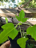 Papaya Live Plant 6-9 Inches - Carica papaya - Tropical Fruit Tree - Indoor/Outdoor Gardening