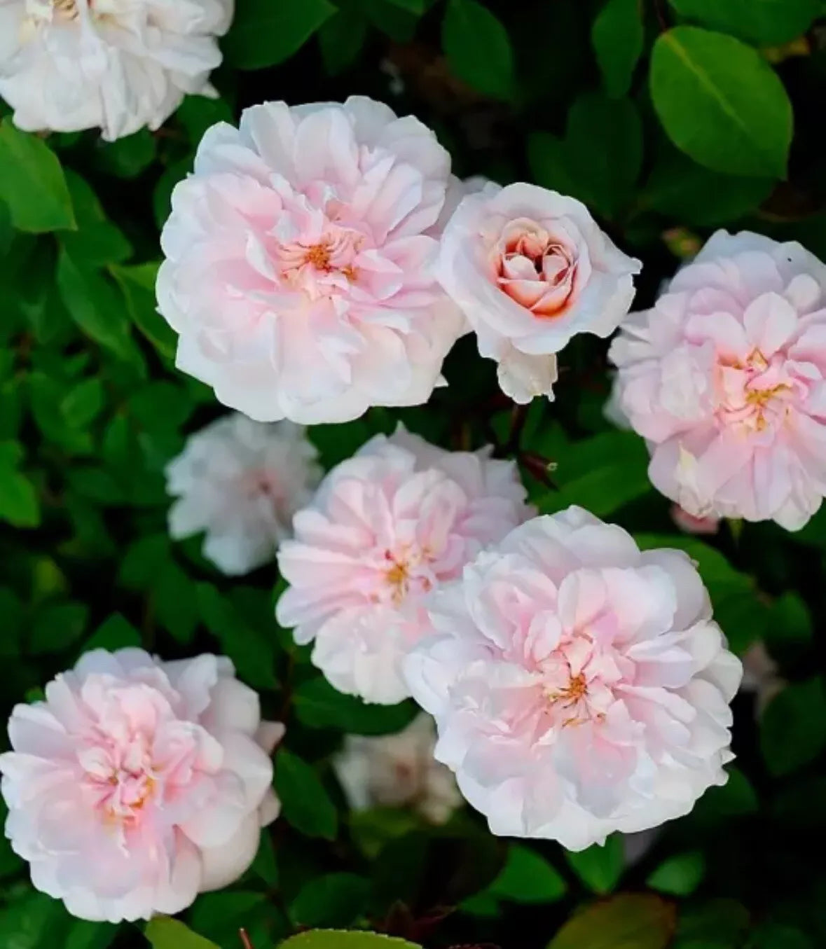 Cecile Brunner Rose Cuttings - 10 Premium Unrooted Fragrant Plants - Rosa 'Cecile Brunner' - USPS Shipping
