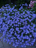 1 Blue Felicia Daisy Plant - 4 Inch Pot