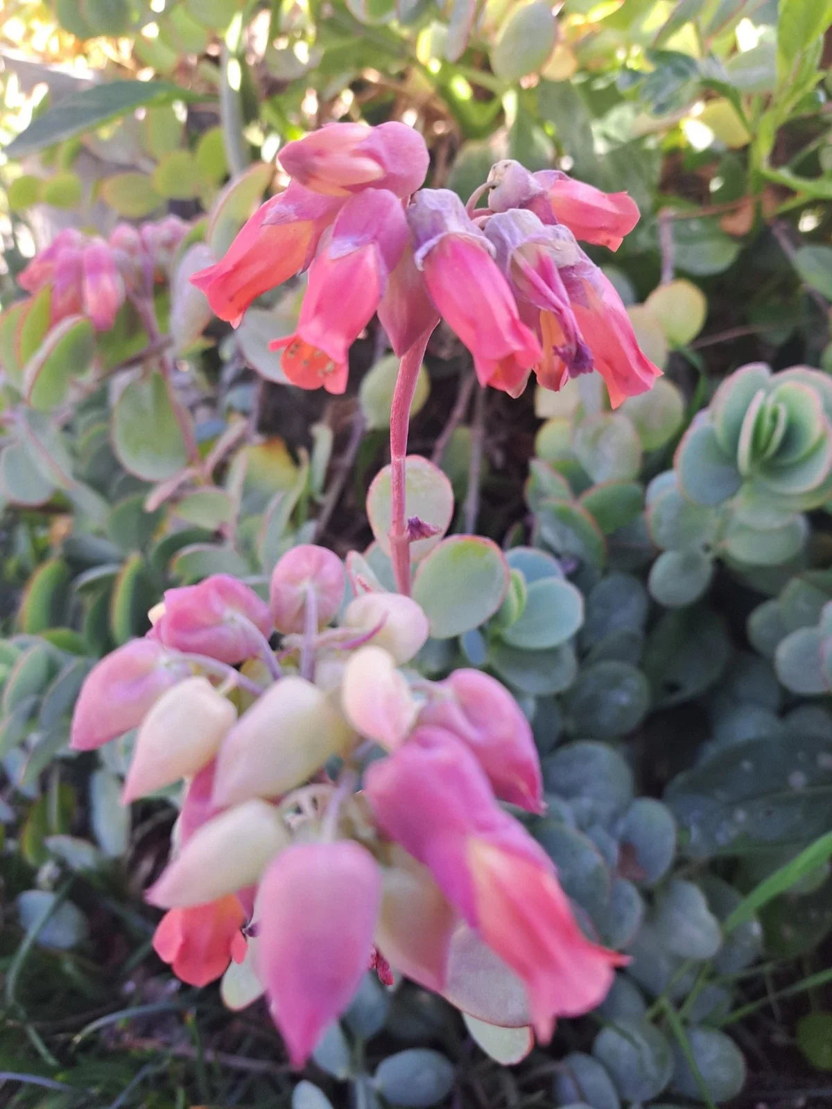 Kalanchoe Panamensis Succulent Cuttings 6 Pieces, 5 Inch - Live Plant Cuttings for Propagation and Gardening
