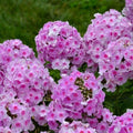 Opalescence Phlox Seeds - 100 for Garden Planting - Phlox paniculata - USA Grown, Free Shipping