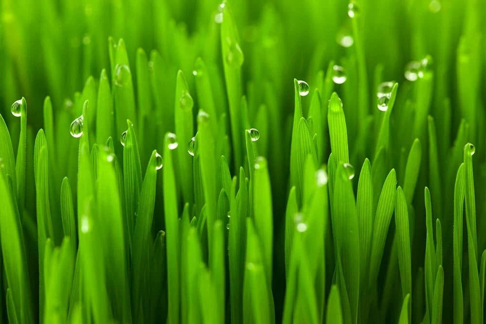 Cat Grass Seeds - 5 Pounds - Nutritional Treat for Cats - Dactylis glomerata
