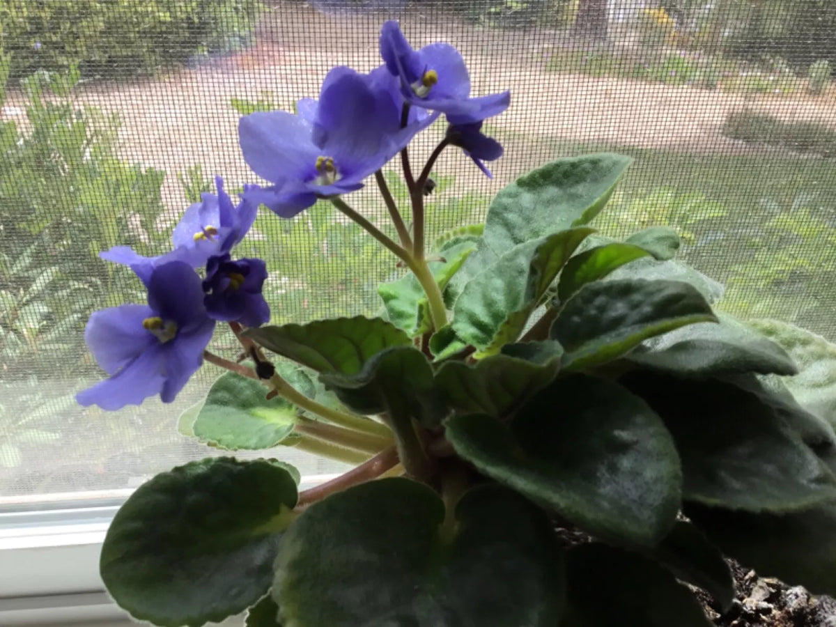 African Violet Cutting 6 Inches Long Stemmed Sport - Saintpaulia ionantha "Elegance" with Rooting Leaves