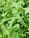 Arugula Seeds, Slow Bolt, Non-GMO, Rocket, Colewort, Heirloom Variety, Organic Gardening, Free Shipping