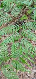 Eagle Fern Live Plants Set of 5 - Rare Woodland Ferns Pteridium aquilinum
