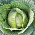 Brunswick Cabbage Seeds - 1000+ Count - Non-GMO Heirloom Savoy - Brassica oleracea