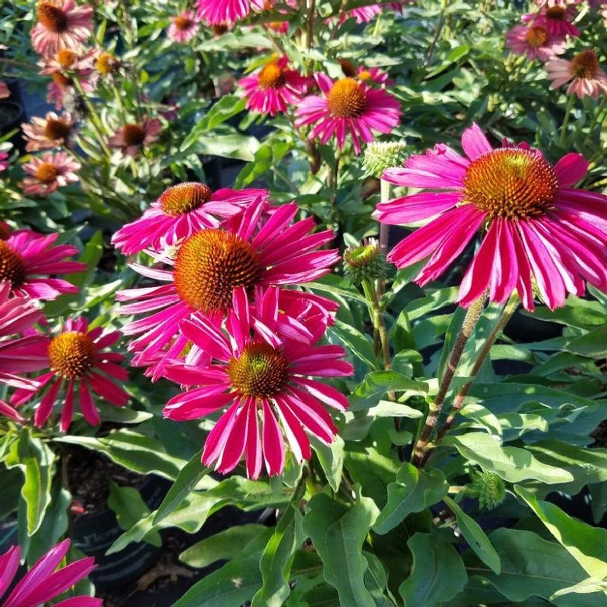 50 Kissmet Raspberry Coneflower Seeds - Echinacea Purpurea Perennial Flower, Vibrant Pink Blooms for Garden or Landscaping
