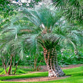 Jelly Pindo Palm Tree Seeds - 10 Pack Butia capitata Cold Hardy Tropical Fruit Plant Seeds