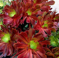 Large Aeonium VELOUR Succulent Cutting - Unique Variegated Succulent - Ideal for Indoor Garden Decor