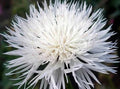 Bachelor Button Seeds, 50 Count, Tall White Variety, Beautiful Bright Blooms, Centaurea cyanus