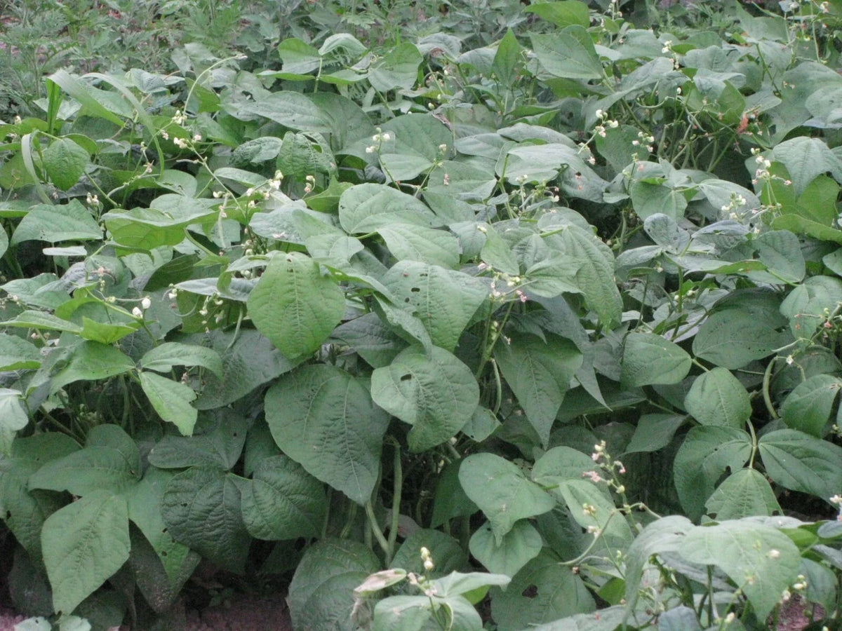 Strike Snap Bush Bean Seeds 250+ - Phaseolus vulgaris - Non-GMO, Heirloom, High Yield, Garden Seeds for Planting