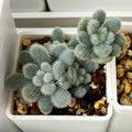 Sedum Seeds 100PCs Pack Fuzzy Leaves Succulent Seeds Sedum mocinianum