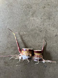 Rooted Dark Purple Sugarcane Cuttings - 2pcs Sweet & Juicy (Saccharum spontaneum) Ready to Plant
