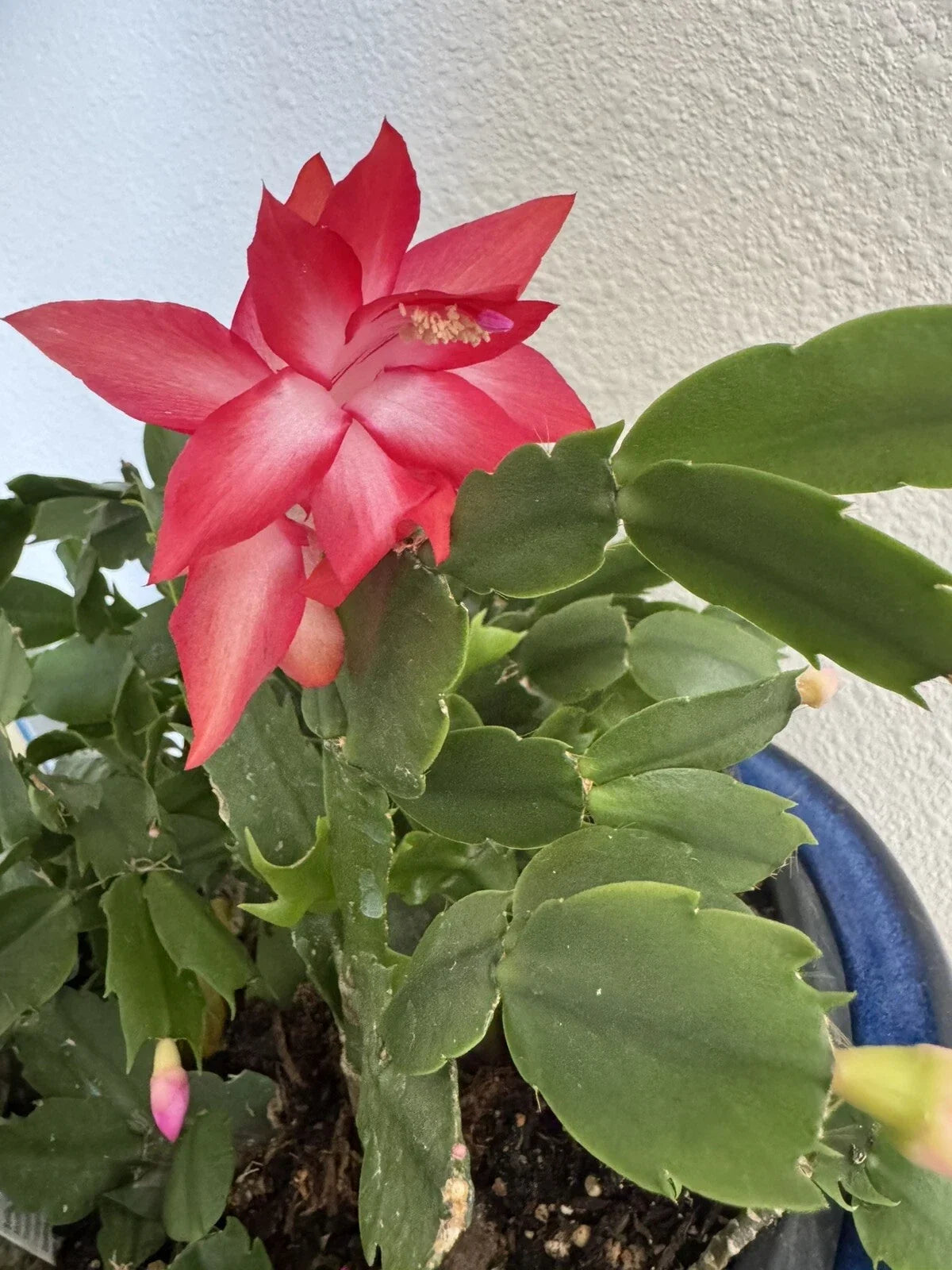 Christmas Cactus Cuttings 4"-5" Red Coral Schlumbergera