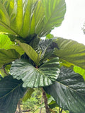 Rare Ficus Dammaropsis Highland Cuttings - 2 Fresh Cuttings - Exotic Indoor Plant - Imported Ficus Dammaropsis