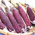 Bloody Butcher Corn Seeds | Heirloom Non-GMO Variety | Zea mays | Free Shipping