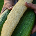 Luffa Gourd Seeds - 12 Pack - Loofah Sponge Gourd - Dishcloth Gourd - Rare Variety - Ideal for Garden Planting