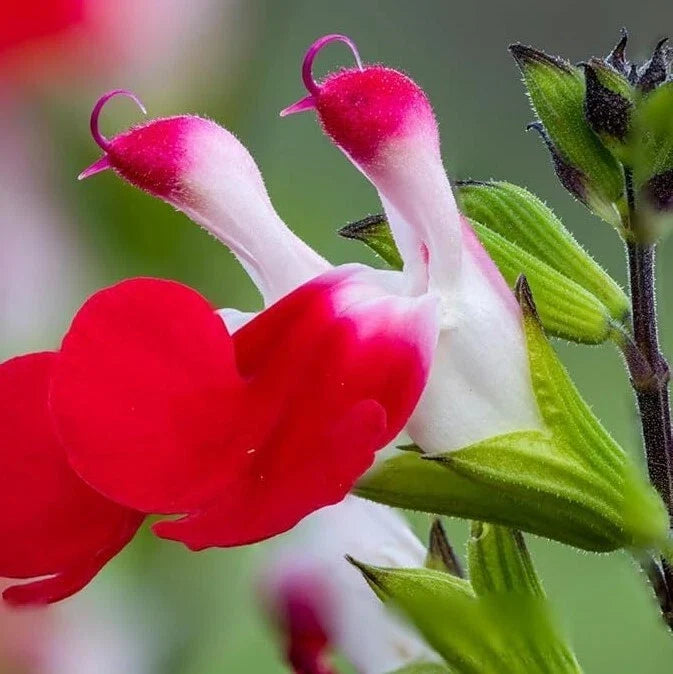 Hot Lips Salvia Live Plant - 1 Pot with 2 Plants - Easy to Grow, Colorful Blooms (Salvia microphylla)