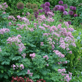 Perennial Meadow Rue Plants - 2 Bare Roots - Lilac-Purple Flowers, Thalictrum aquilegiifolium - Shade Tolerant, Hardy Zones 5-8