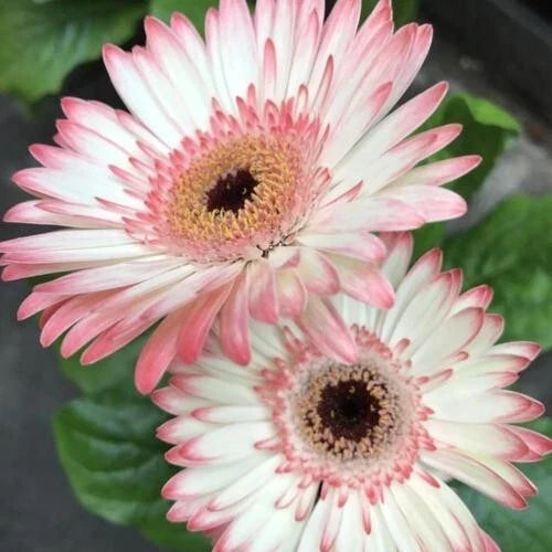 200+ Gerbera Daisy Seeds - White & Pink Variety - Perfect for Garden Planting - Gerbera jamesonii - USA