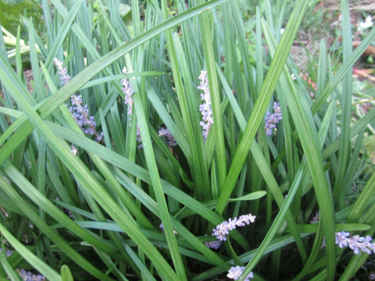 50 Liriope Monkey Grass Plants - Perennial Border Grass - Liriope muscari