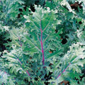Kale Seeds - 333 Red Russian Variety with Green Leaves - Brassica napus - Fast Shipping Available