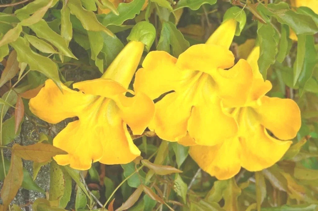 Cat's Claw Creeper Seeds - 20 Fresh Seeds of Dolichandra Unguis-Cati - 2024 Harvest