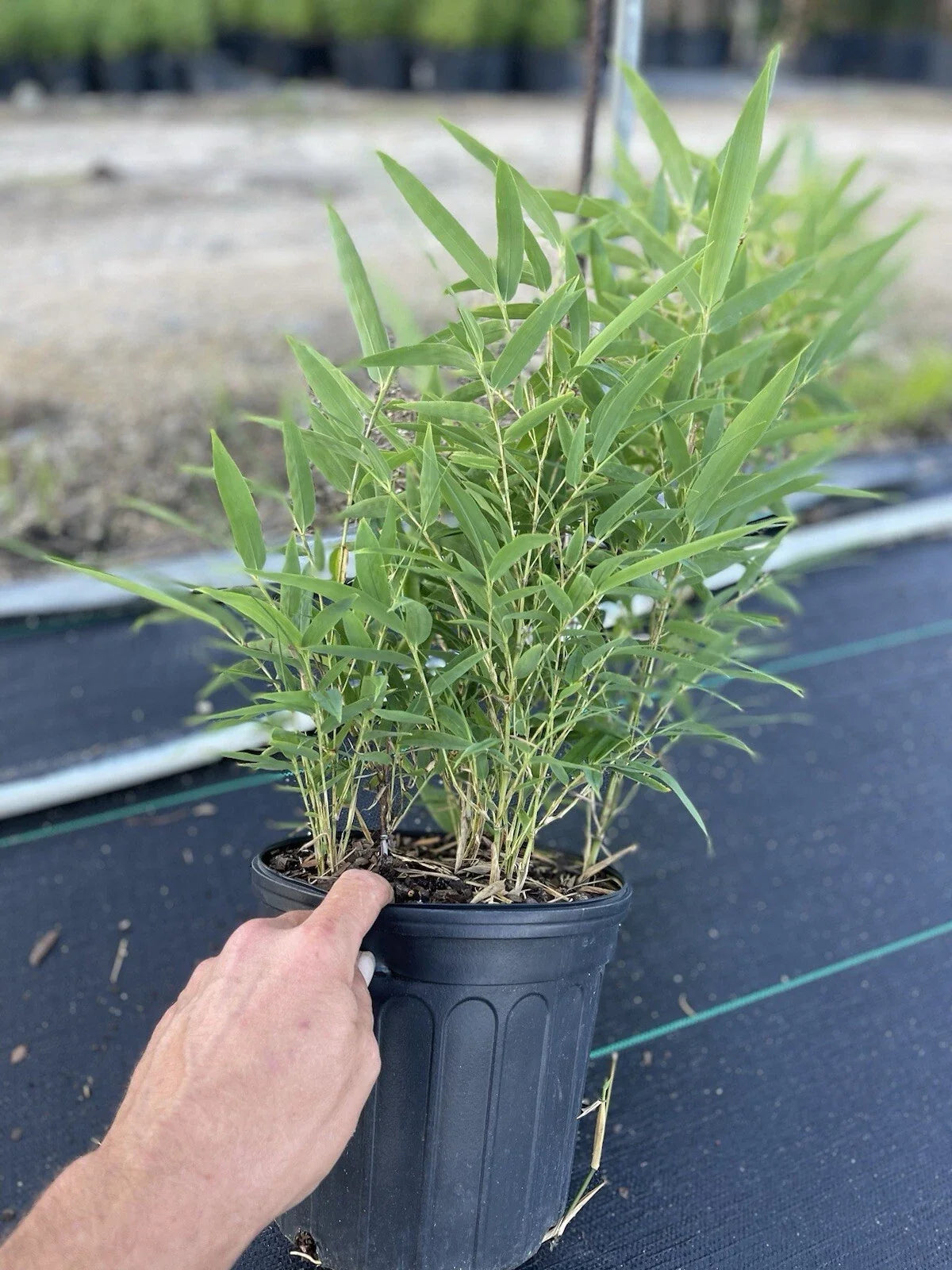 Black Bamboo Plant – Phyllostachys nigra, Live Multi-Cane Starter, Rare Ornamental Bamboo, Fast Growing, Cold Hardy, Non-Invasive