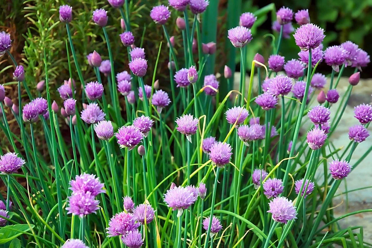 Chives Seeds 750 Count Non-GMO Allium schoenoprasum Culinary Herb Gardening
