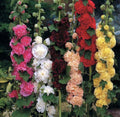 Hollyhock Seeds - 60+ Seeds - Chater's Double Mix Peony Flowered Blooms - Non-GMO (Alcea rosea)
