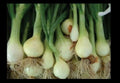 Bunching Onion Seeds - Rare Japanese White - Select 25 to 1000 Seeds - Nebuka Evergreen (Allium fistulosum)