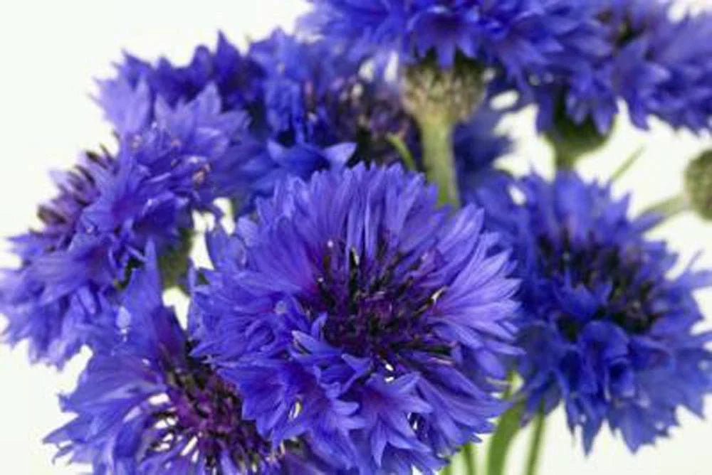 Bachelor Button Seeds, 50 Pack, Tall Blue Variety, Beautiful Bright Blooms, Centaurea cyanus