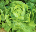 White Boston Lettuce Seeds 600+ Non-GMO Butterhead Lactuca Sativa - USA Grown, Free Shipping