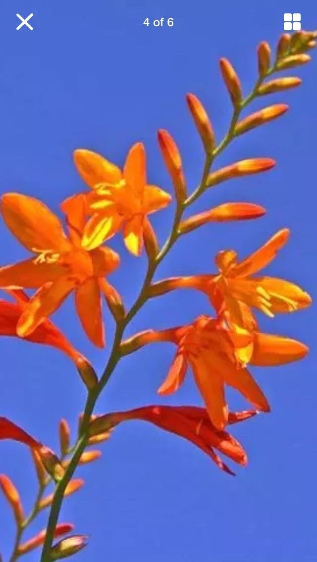 15 Live Crocosmia Masoniorum Bulbs - Bright Orange Flowering Perennial - Thrives in Zones 6-9 - Summer Garden Plants