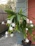 Queen of the Night Cactus Plant - White Flowers, Fragrant Blooms - Epiphyllum Oxypetalum