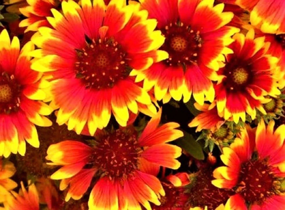 Indian Blanket Seeds - 100+ Seeds - Gaillardia pulchella - Colorful Wildflower Seeds for Garden Planting