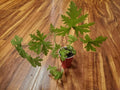 Large Citronella Plant 18" - Live Lemon Geranium Aromatic Herb (Pelargonium 'Citrosum')