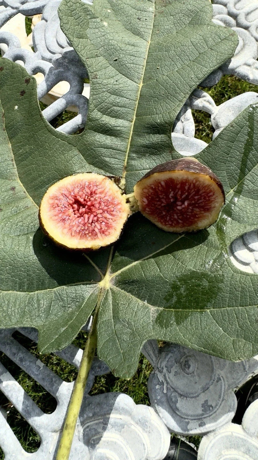Brown Turkey Fig Cuttings - 8 Pack - Ficus carica 'Brown Turkey' - Heirloom Fruit Tree Variety for Home Gardening