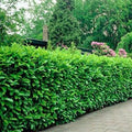 Rooted Cuttings Manhattan Euonymus Shrubs - Fast Growing - Euonymus fortunei