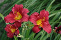 Daylily Bare Root Plants - Ruby Stella Variety - Hemerocallis - 25 Count for Garden Landscaping