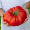 Beefsteak Tomato Seeds | 100 Seeds | Heirloom Variety for Planting | Solanum lycopersicum