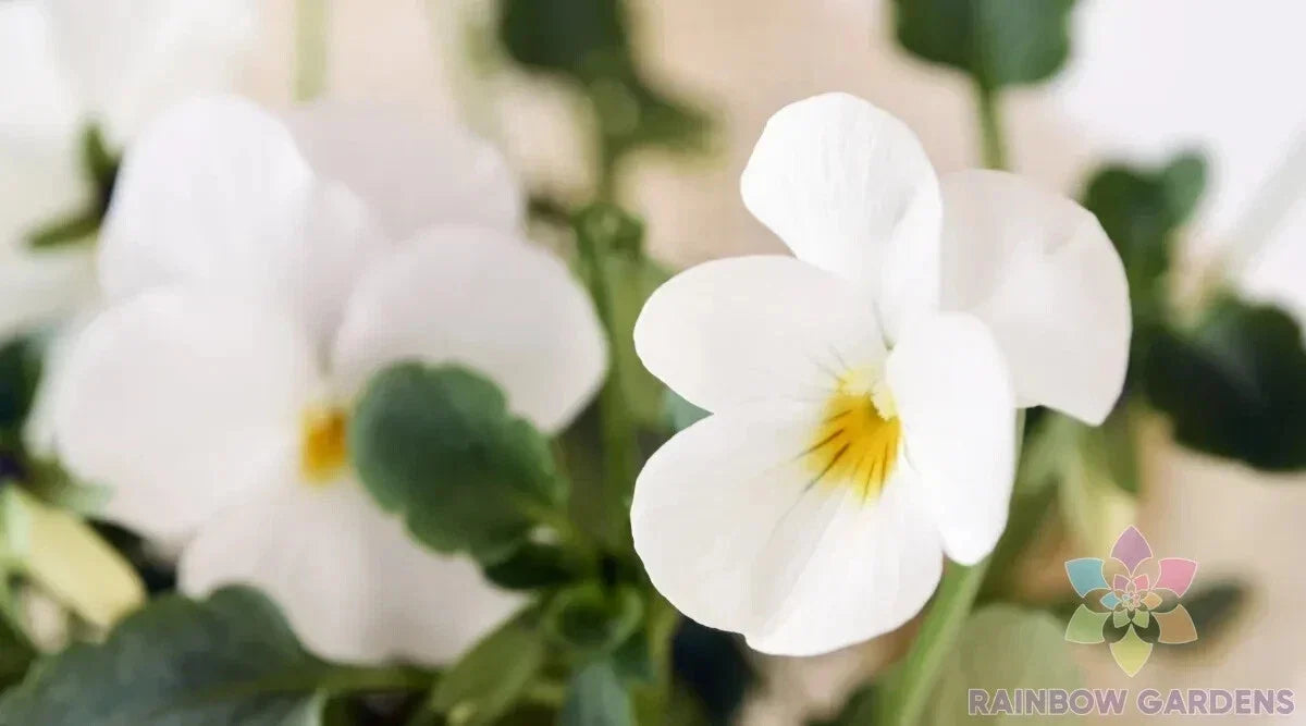 200+ Admire Cream Pansy Seeds for Garden Planting, Viola Tricolor - USA, Bulk Flower Seeds, Easy to Grow