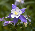Blue Columbine Seeds, 50 Seeds, Aquilegia coerulea E. James, Perennial Flower, Easy to Grow, Garden Plant