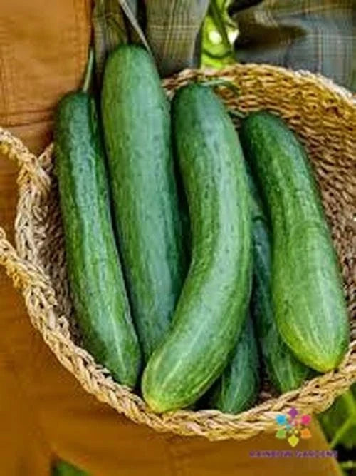 Sweet Success Cucumber Seeds - 25 Count - Heirloom Variety - Cucumis sativus - Ideal for Garden Planting, USA