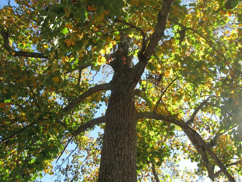 Sycamore Tree 18+ Inches Bare Root Live Plant Platanus occidentalis