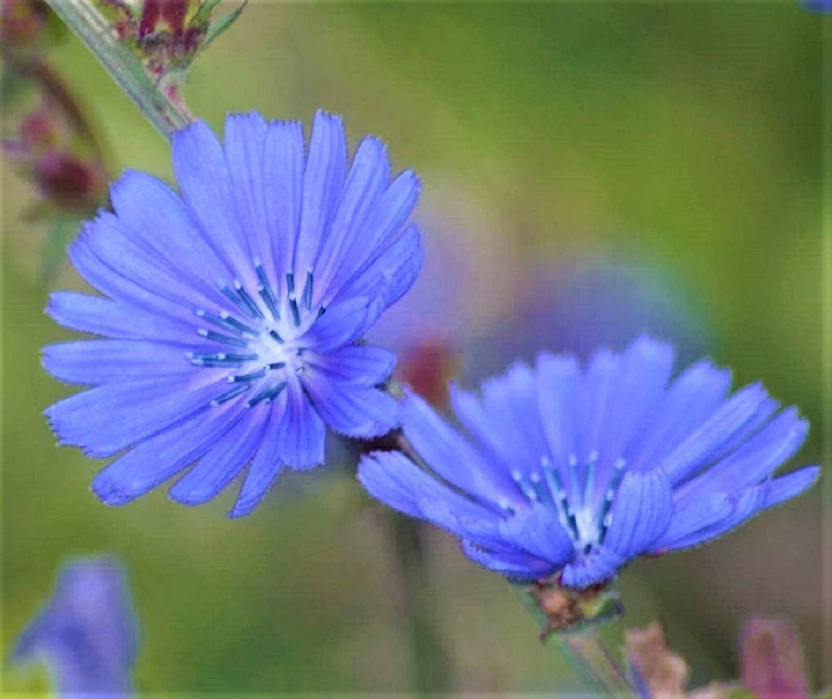 Blue Chicory Seeds 300+ Non-GMO Seeds - Cichorium intybus - Organic Garden Seeds for Flower and Edible Use